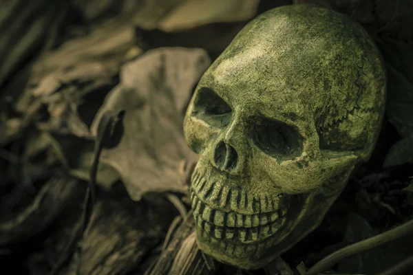 Martwa natura z ludzkiej czaszki — Zdjęcie stockowe
