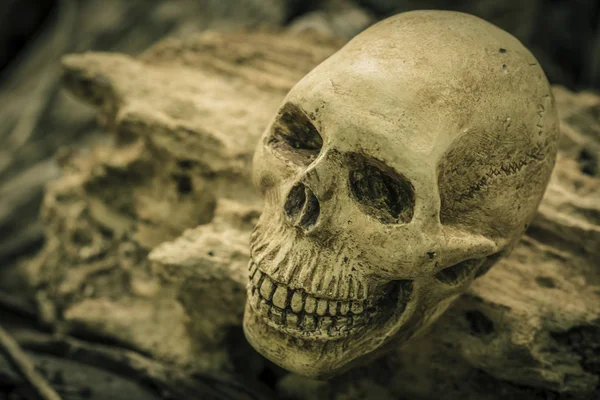 insan kafatası ile natürmort 