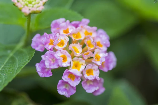 Mooie kleurrijke Hedge bloem, huilen Lantana, Lantana camara — Stockfoto