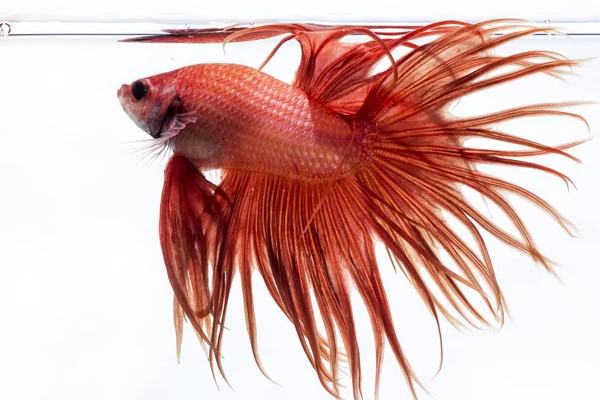 Siyam Balığı (Betta splendens) ile güzel bir balık 