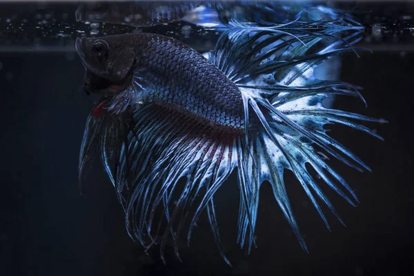 Combattere il pesce (Betta splendens) Pesce con una bella — Foto Stock