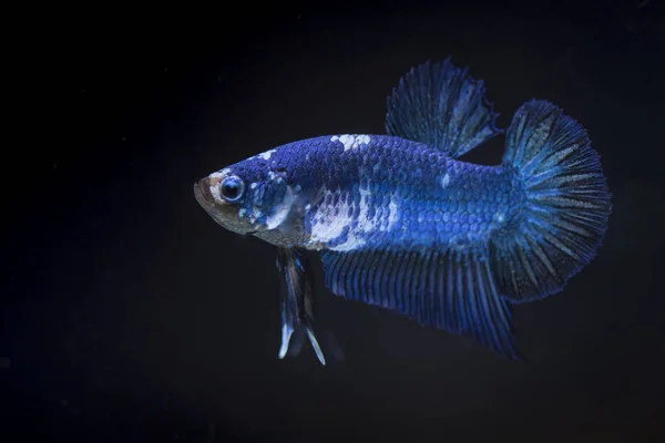 Combattere il pesce (Betta splendens) Pesce con una bella — Foto Stock