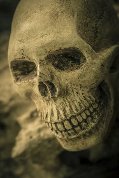 Still Life with human skull