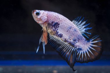 Siyam Balığı (Betta splendens) ile güzel bir balık 