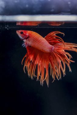 Siyam Balığı (Betta splendens) ile güzel bir balık 