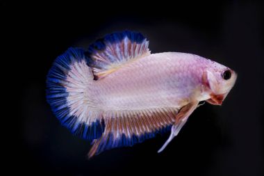 Siyam Balığı (Betta splendens) ile güzel bir balık 