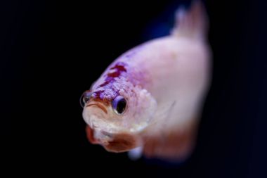 Siyam Balığı (Betta splendens) ile güzel bir balık 