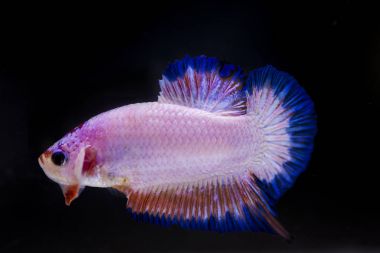 Siyam Balığı (Betta splendens) ile güzel bir balık 