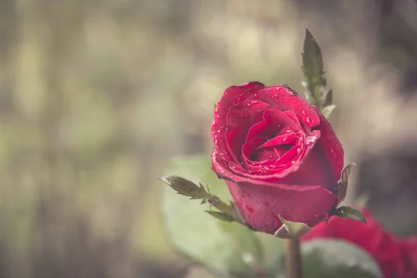 Valentinstag Hintergrund mit roten Rosen — Stockfoto