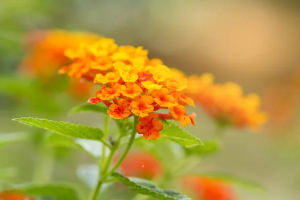 Красивая красочная изгородь Цветок, плачущий Lantana, Lantana camara — стоковое фото