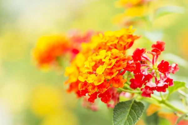 Красивая красочная изгородь Цветок, плачущий Lantana, Lantana camara — стоковое фото