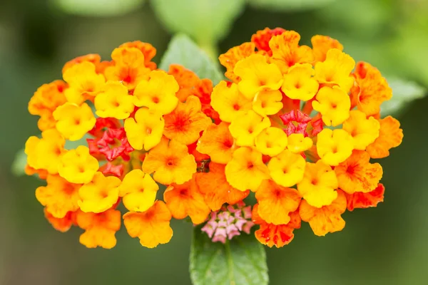 Güzel renkli çit çiçek, Lantana, ağlayan Lantana camara — Stok fotoğraf