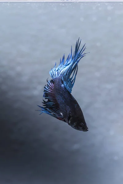 Vechten vis (Betta splendens) vissen met een mooie — Stockfoto