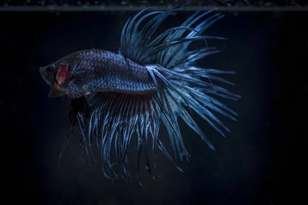 Poisson de combat (Betta splendens) Poisson avec une belle — Photo