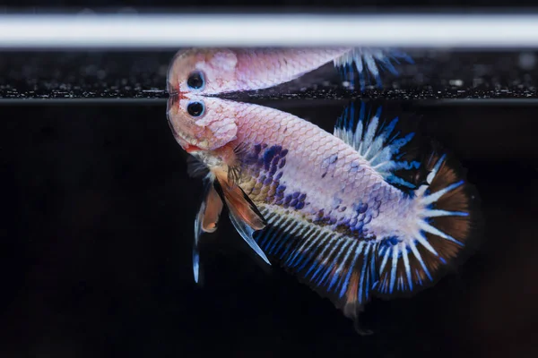 Fighting fisk (Betta splendens) fisk med en vacker — Stockfoto