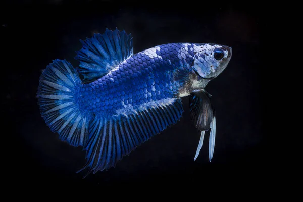 Peixe lutador (Betta splendens) Peixe com uma bela — Fotografia de Stock