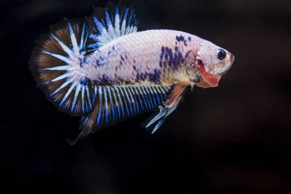 Fighting fish (Betta splendens) Fish with a beautiful — Stock Photo, Image