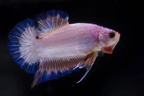 싸우는 물고기 (Betta splendens)와 아름 다운 물고기 — 스톡 사진