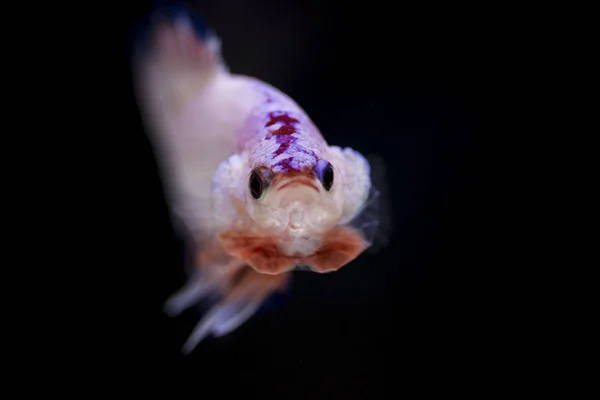Bojová ryby (Betta splendens) ryby s krásnou — Stock fotografie