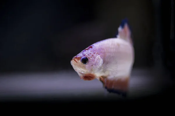 Kampffische (betta splendens) Fische mit einem schönen — Stockfoto