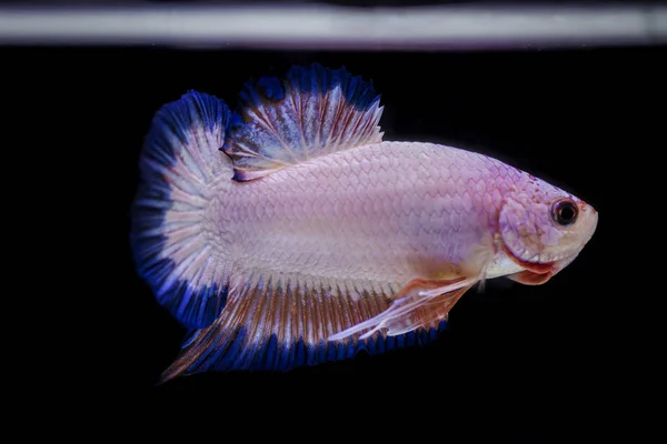 Peixe lutador (Betta splendens) Peixe com uma bela — Fotografia de Stock