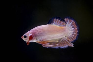 Siyam Balığı (Betta splendens) ile güzel bir balık 