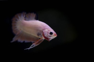 Siyam Balığı (Betta splendens) ile güzel bir balık 