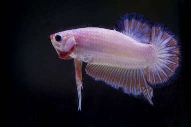 Siyam Balığı (Betta splendens) ile güzel bir balık 