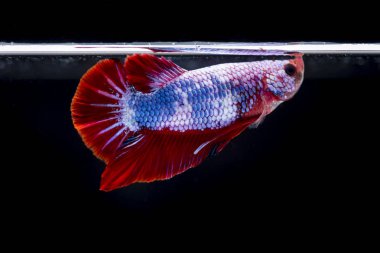 Siyam Balığı (Betta splendens) ile güzel bir balık 