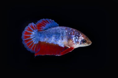 Siyam Balığı (Betta splendens) ile güzel bir balık 