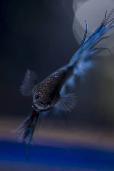 Peixe lutador (Betta splendens) Peixe com uma bela — Fotografia de Stock