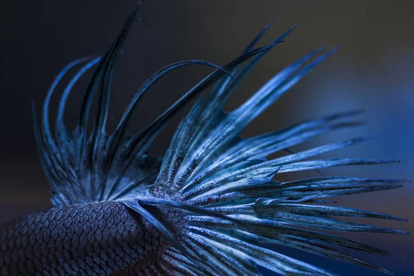 Kampffische (betta splendens) Fische mit einem schönen — Stockfoto