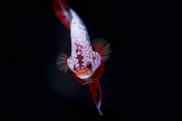 Lucha contra los peces (Betta splendens) Peces con una hermosa — Foto de Stock