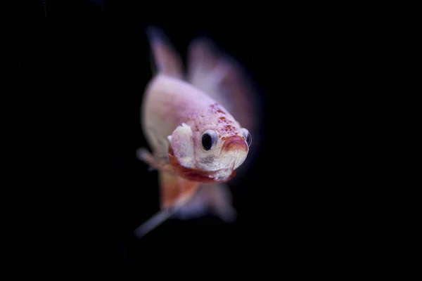 美しい魚の魚の戦い (ベタ splendens の) — ストック写真