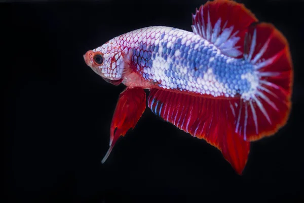 싸우는 물고기 (Betta splendens)와 아름 다운 물고기 — 스톡 사진