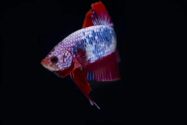 싸우는 물고기 (Betta splendens)와 아름 다운 물고기 — 스톡 사진