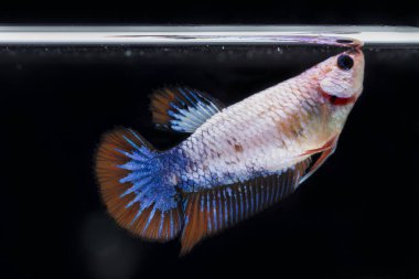 Siyam Balığı (Betta splendens) ile güzel bir balık 