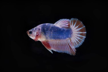 Siyam Balığı (Betta splendens) ile güzel bir balık 