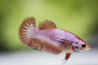 Siyam Balığı (Betta splendens) ile güzel bir balık 