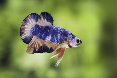 Siyam Balığı (Betta splendens) ile güzel bir balık 