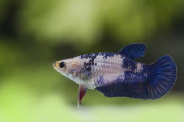 Siyam Balığı (Betta splendens) ile güzel bir balık 