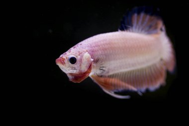 Siyam Balığı (Betta splendens) ile güzel bir balık 