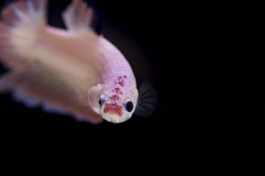 Siyam Balığı (Betta splendens) ile güzel bir balık 