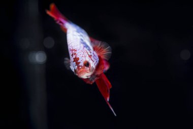 Siyam Balığı (Betta splendens) ile güzel bir balık 