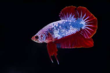 Siyam Balığı (Betta splendens) ile güzel bir balık 