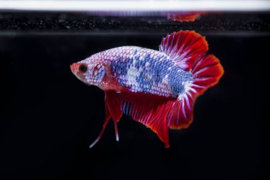 Siyam Balığı (Betta splendens) ile güzel bir balık 