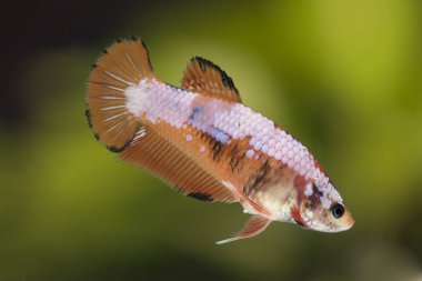 Siyam Balığı (Betta splendens) ile güzel bir balık 