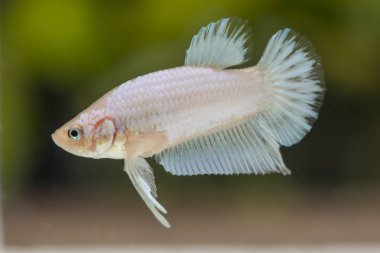 Siyam Balığı (Betta splendens) ile güzel bir balık 