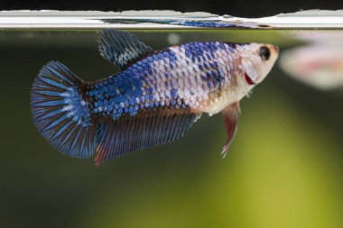 Siyam Balığı (Betta splendens) ile güzel bir balık 