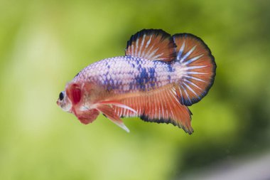 Siyam Balığı (Betta splendens) ile güzel bir balık 